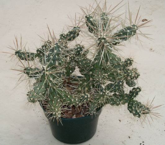 tephrocactus